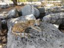 Cat among the ruins: Cat snoozing in the ancient ruins of the Asklepion in Kos